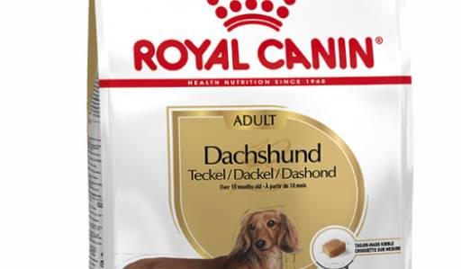 canin dachshund