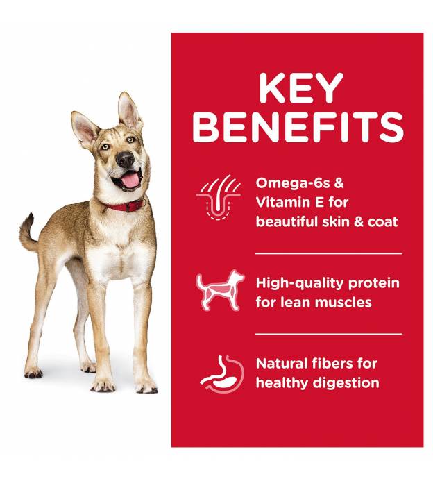For Dogs